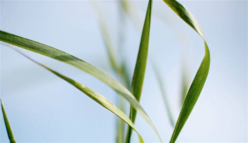 Klippo Pro 21 SH Classic Ruohonleikkurit